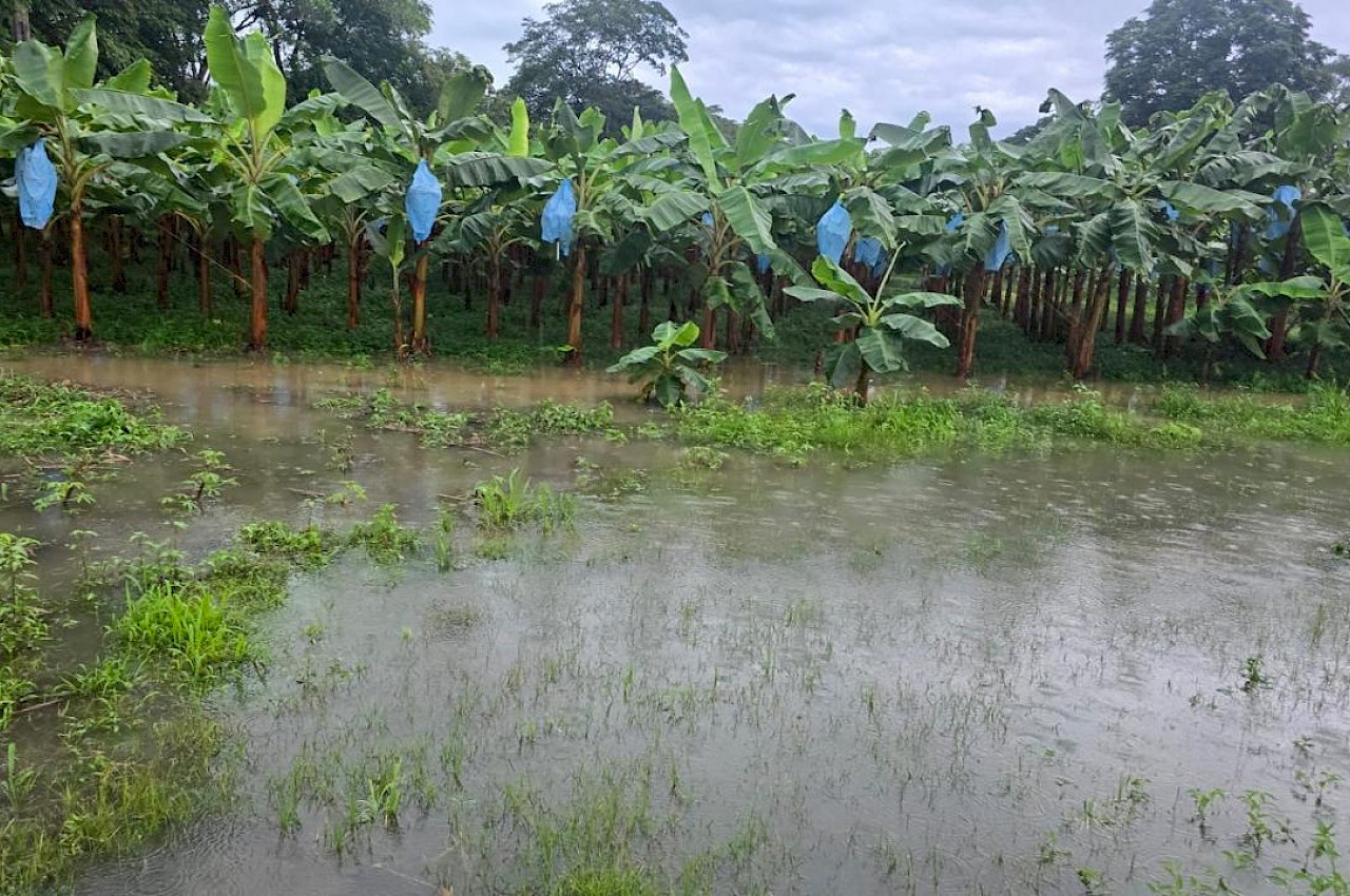 Personal técnico del ISA evalúa productores afectados por temporal en Bocas del Toro