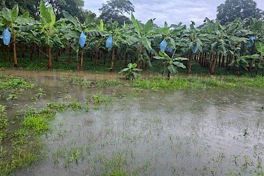 Personal técnico del ISA evalúa productores afectados por temporal en Bocas del Toro
