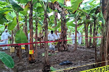Bocas del Toro se prepara ante hongo que amenaza plantaciones de banano