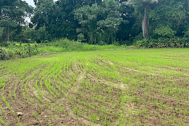 Productor chiricano asegura más 100 hectáreas de arroz con el ISA