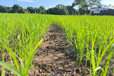 ISA asegura 68 hectáreas de arroz a dos productoras en Mariato